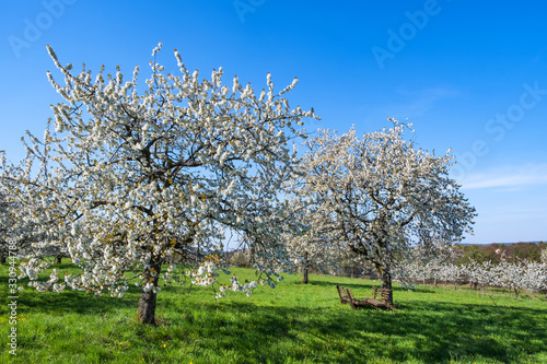 Blühende Kirschbäume in der Fränkischen Schweiz/Deutschland