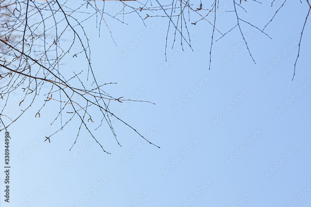 Obraz premium leafless tree branches against the blue sky