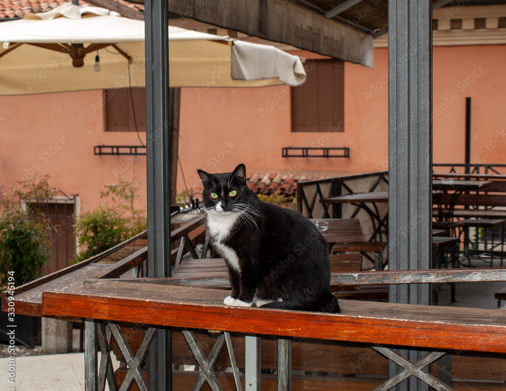 A cat waiting for tourists in an empty cafe in Bassano del Grappa. Italy