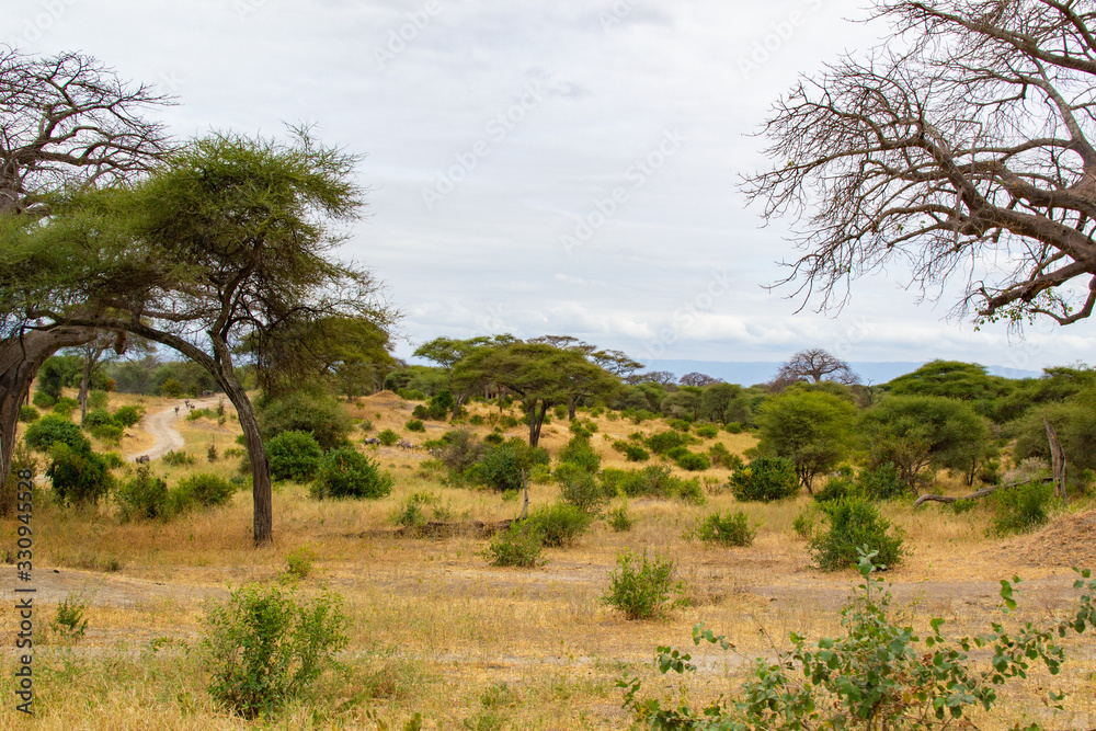 Obraz premium Landscape of the savanna of Tarangire National Park, in Tanzania, with yellow grass and acacias
