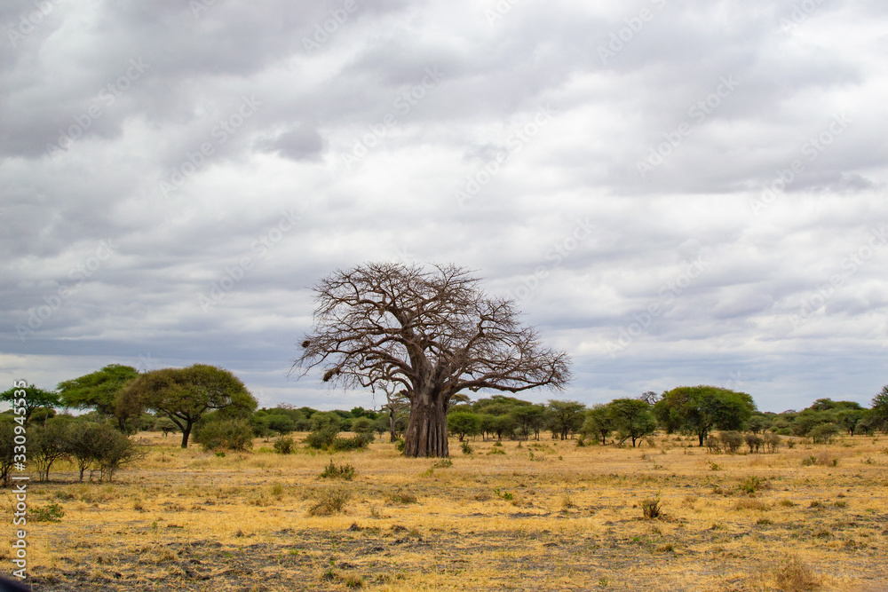 Baobab on the yellow grass in the middle of the african savanna of Tarangire National Park, in Tanzania