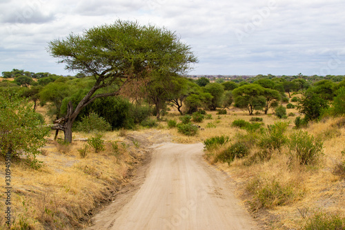 Path or road in the middle of the savanna of Tarangire National Park  in Tanzania  with yellow grass and trees