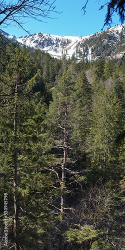 Schöner Kiefernwald bei Geitau photo