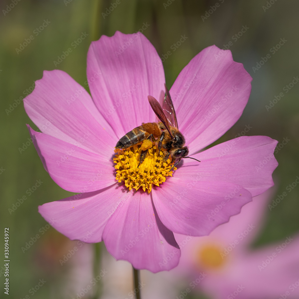 bee or honeybee sitting on a pink daisy flower collecting nectar bee or honeybee sitting on a pink daisy flower collecting nectar