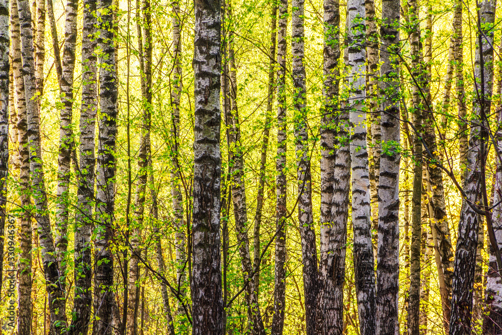 Fototapeta premium Spring