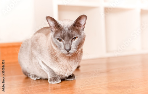 thoughtful oriental cat in a home interior photo