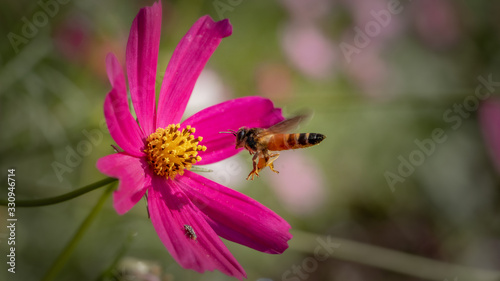 bee or honeybee approaching a pink daisy flower collecting nectar