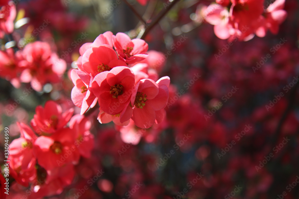 La primavera è arrivata! Arbusto con fiori di pesco appena sbocciati, primo piano La primavera è arrivata! Arbusto con fiori di pesco appena sbocciati, primo piano
