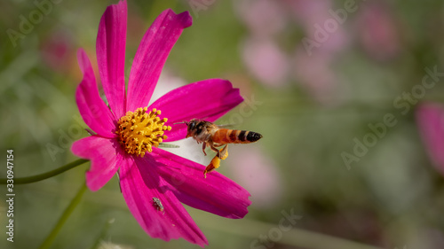 bee or honeybee approaching a pink daisy flower collecting nectar
