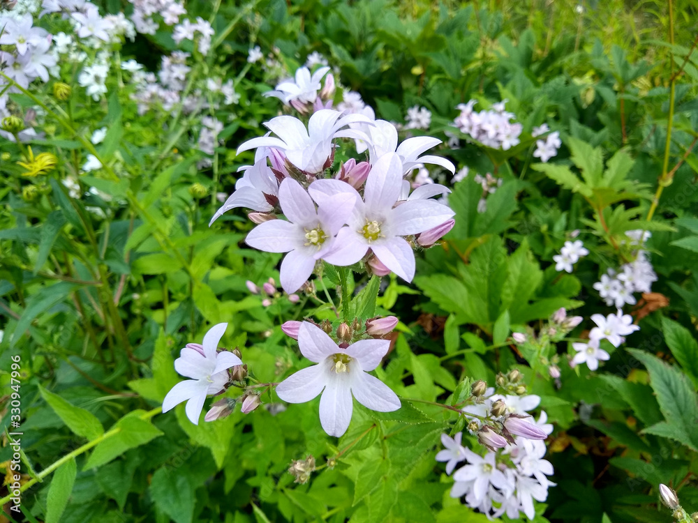 Campanula lactiflora 'Loddon Anna'
