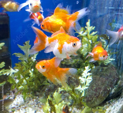 goldfishes in aquarium