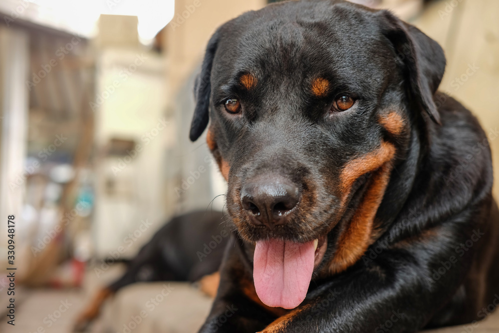 Fototapeta premium adorable female rottweiler dog