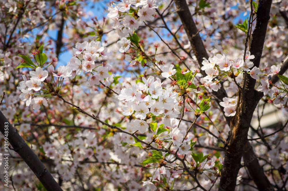 Obraz premium 봄 꽃