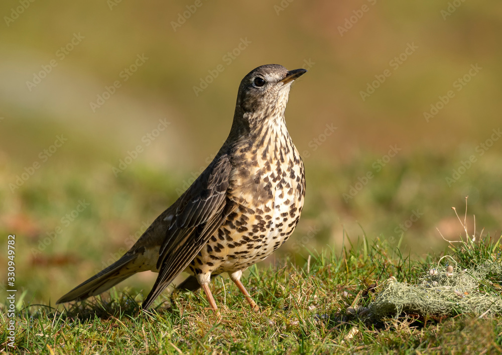 Mistle Thrush Mistle Thrush