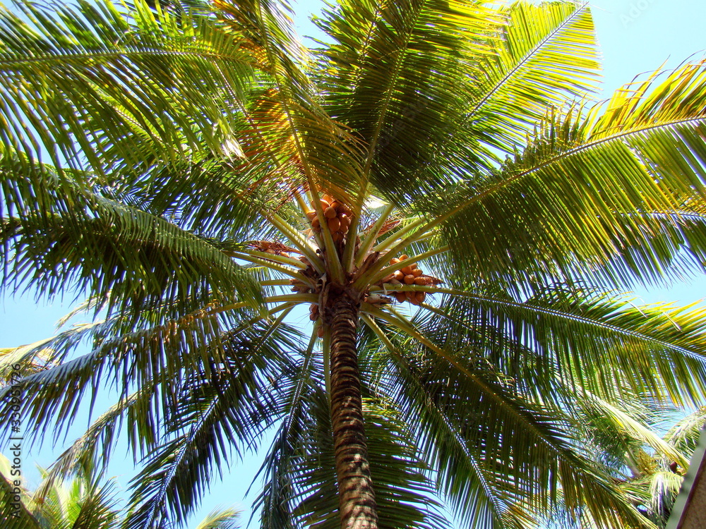 Fototapeta premium The National Tree of the Republic of Maldives is the 