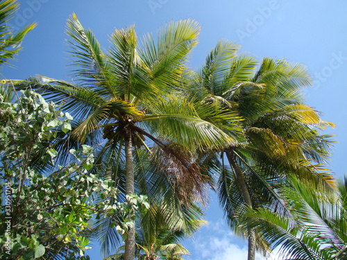 The National Tree of the Republic of Maldives is the  Dhivehi Ruh   Coconut Palm . The main occupation of the islanders is cultivating coconut and other tropical produce that can be sold in Mal  .