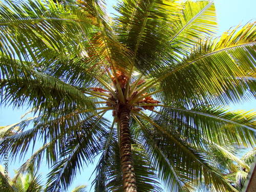 The National Tree of the Republic of Maldives is the  Dhivehi Ruh   Coconut Palm . The main occupation of the islanders is cultivating coconut and other tropical produce that can be sold in Mal  .