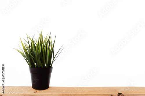 Indoor plant on a wooden surface on a white background. Light modern template for blog, text, advertisement