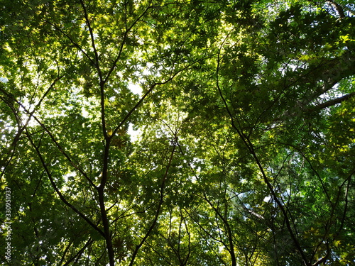 green leaves of tree