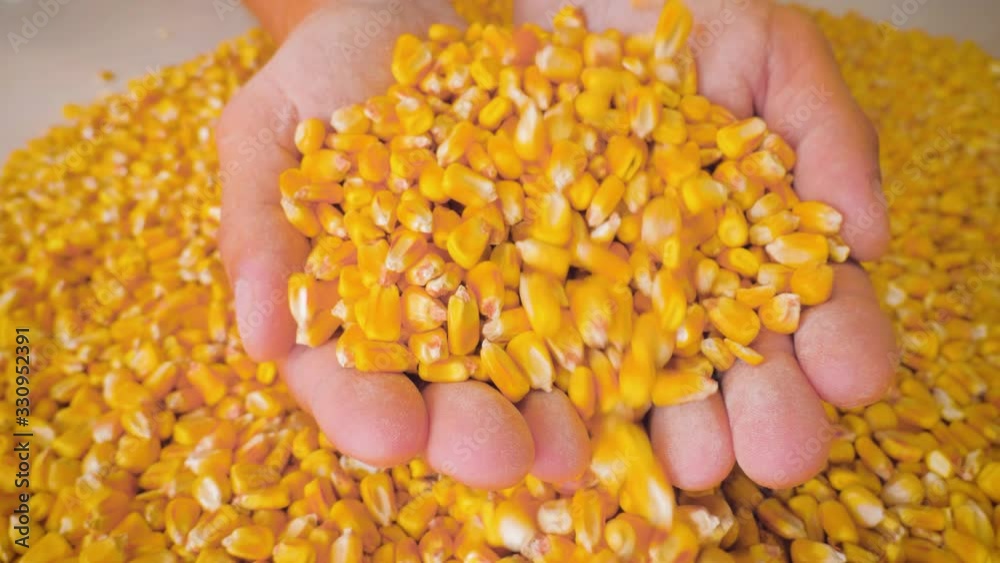 Dry corn grains are poured into the hands of the farmer directly from the field after harvest, close-up. Dry corn grains are poured into the hands of the farmer directly from the field after harvest, close-up.