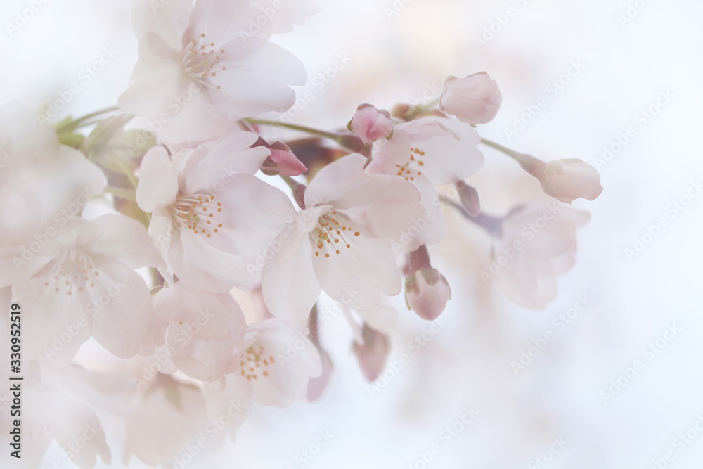 Fototapeta premium 桜の花（ソメイヨシノ）