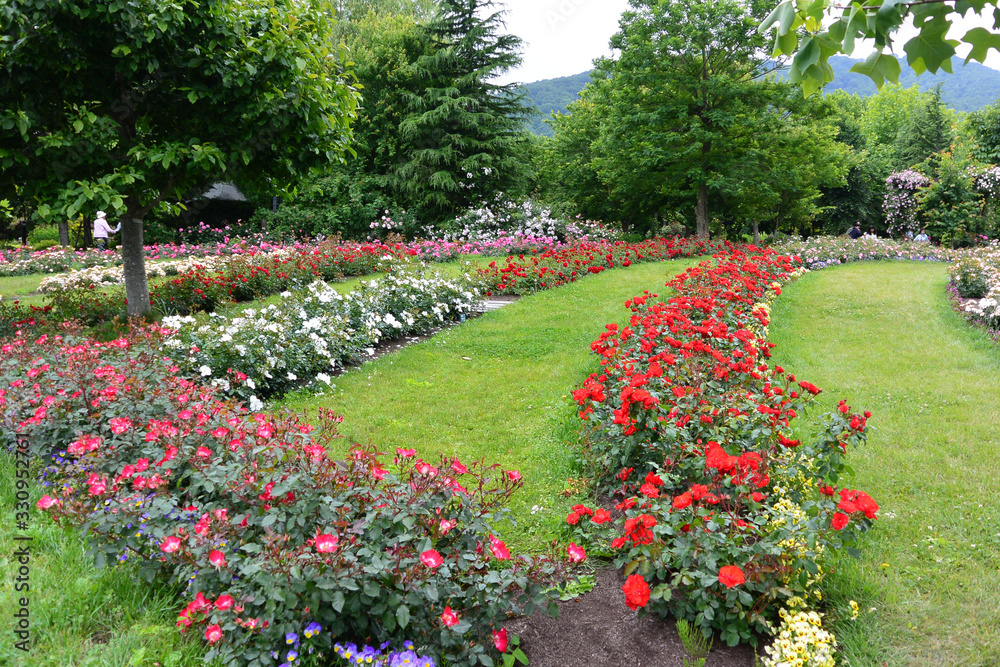 Obraz premium バラ