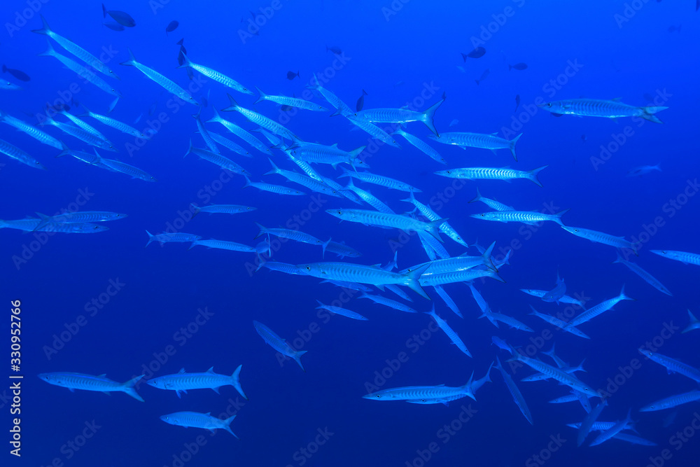 Shoal of Blackfin barracudas Shoal of Blackfin barracudas