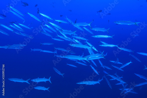 Shoal of Blackfin barracudas