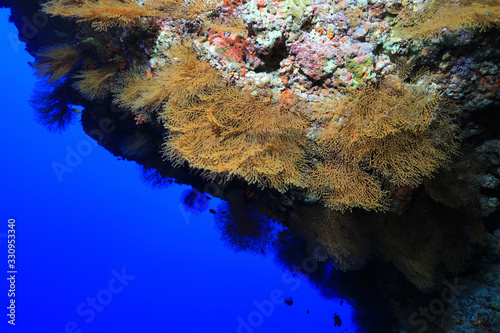 Colony of small yellow fan corals photo