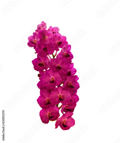 beautiful pink  orchid flower isolated