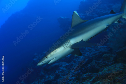 Grey reef shark © aquapix