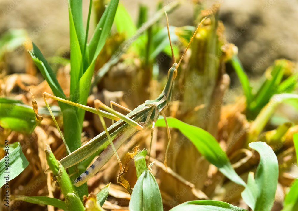 Grasshopper insect on grass plant leaf in garden outdoor, park green background cricket animal macro close up Grasshopper insect on grass plant leaf in garden outdoor, park green background cricket animal macro close up