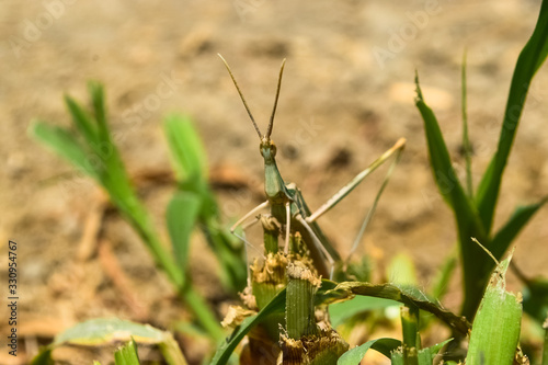 Grasshopper insect on grass plant leaf in garden outdoor, park green background cricket animal macro close up