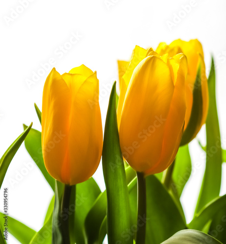 Bouquet of yellow tulips lit by sunlight on a white background