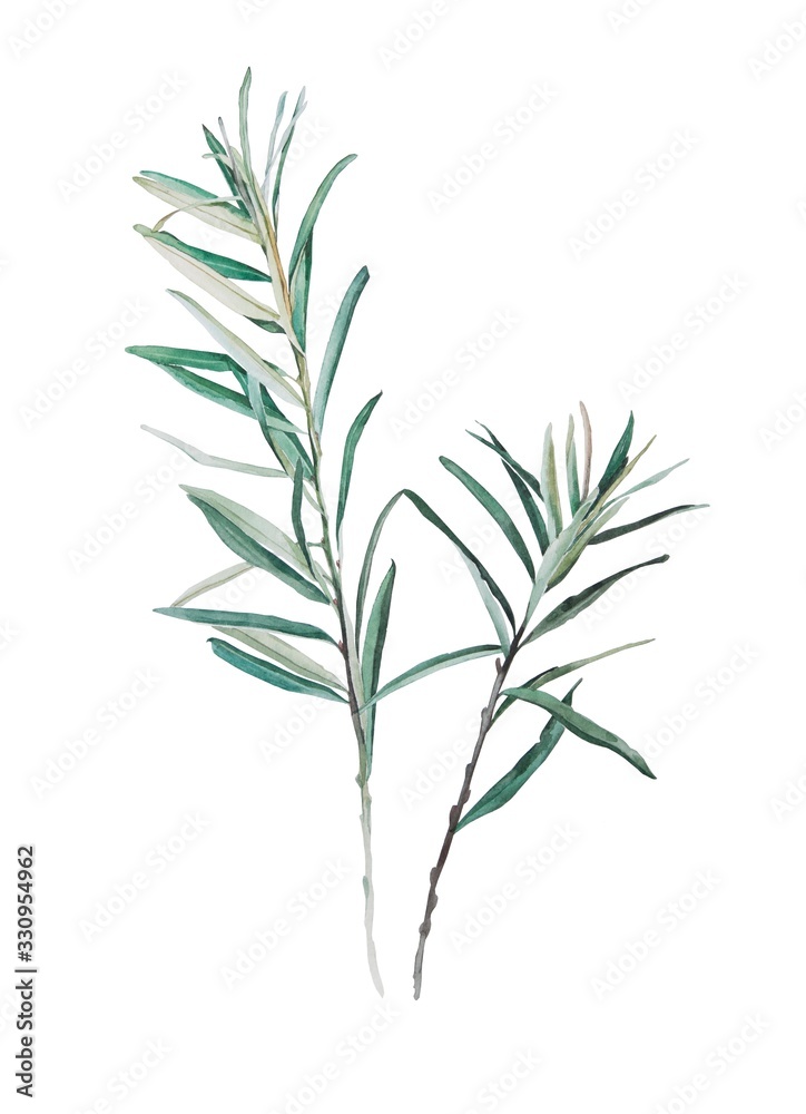 Obraz premium brunch of olive tree, watercolor illustration