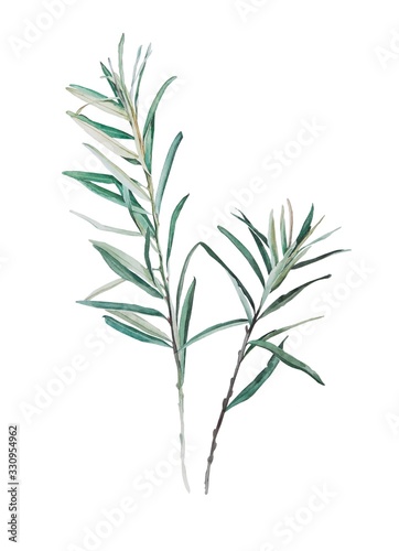 brunch of olive tree, watercolor illustration © violetta93rus
