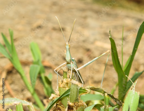Grasshopper insect on grass plant leaf in garden outdoor, park green background cricket animal macro close up