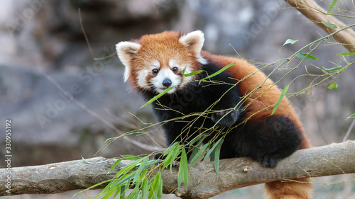 レッサーパンダ
