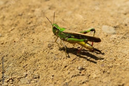 Grasshopper insect on grass in garden outdoor, park green background cricket animal macro cloase up