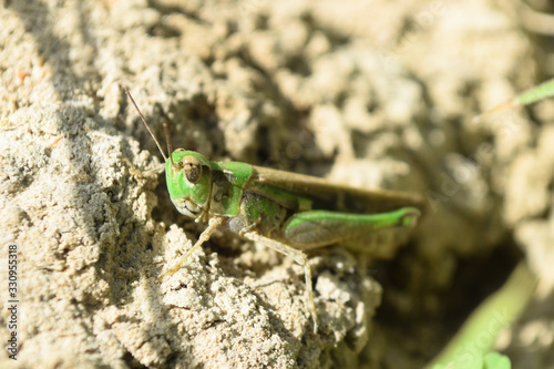 Grasshopper insect on grass in garden outdoor, park green background cricket animal macro cloase up