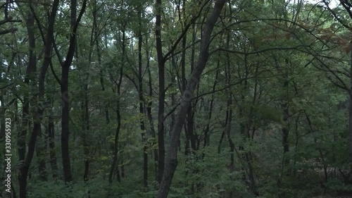 Korean Mountain Forest 한국의 산