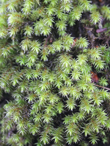 Hedwigia ciliata, white-tipped moss