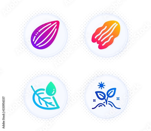 Leaf dew, Almond nut and Pecan nut icons simple set. Button with halftone dots. Grow plant sign. Water drop, Vegetarian food, Leaves. Nature set. Gradient flat leaf dew icon. Vector