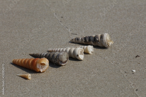 Quarter front view of five shells on a beach photo