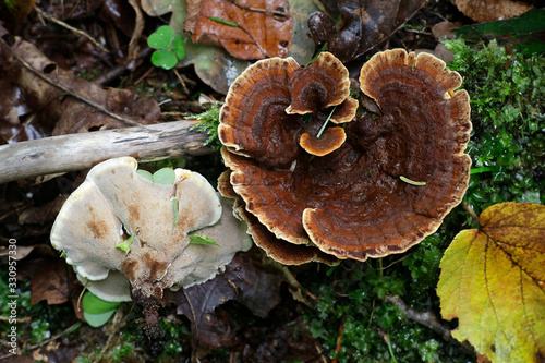 Pelloporus tomentosus, known as Velvet Rosette, a polypory fungus from Finland