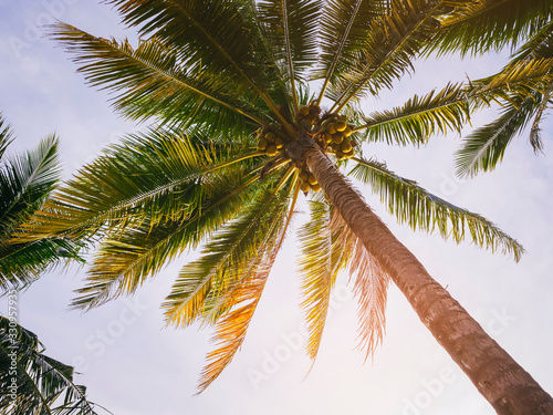 Fototapeta Naklejka Na Ścianę i Meble -  Coconut Tree with Blue sky sunlight Beach Vacation Outdoor Summer holiday Background