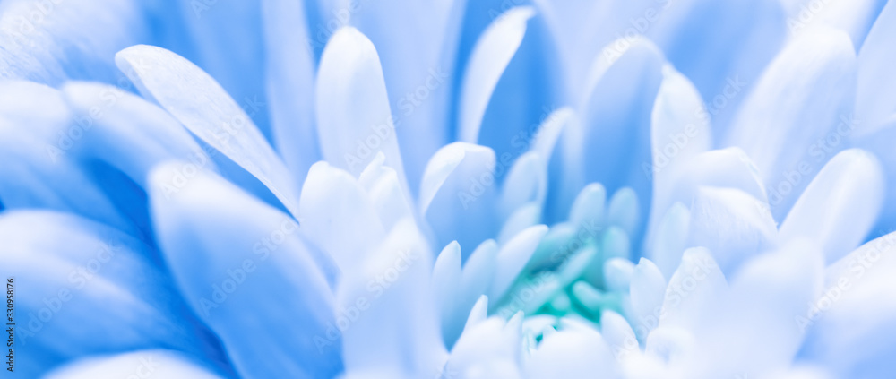 Abstract floral background, blue chrysanthemum flower. Macro flowers backdrop for holiday brand design