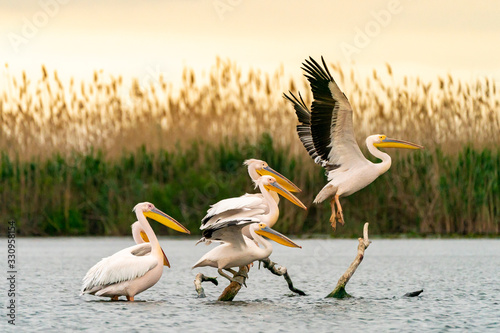 Photography Danube Delta birds Pelicans taking of for their morning flight