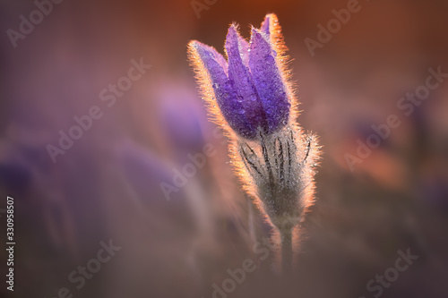 Amazing and fragile pulsatilla flower. Covered in morning dew, beautiful warm sunrise light. Endangered plant.