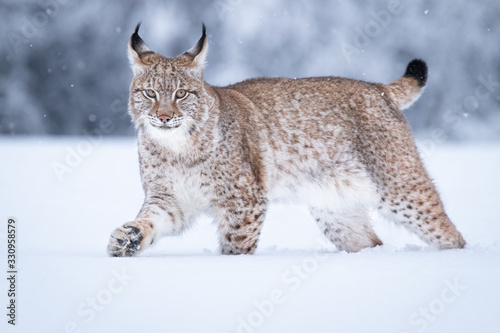 Young Eurasian lynx on snow. Amazing animal, walking freely on snow covered meadow on cold day. Beautiful natural shot in original and natural location. Cute cub yet dangerous and endangered predator.